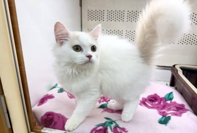 スコティッシュフォールド