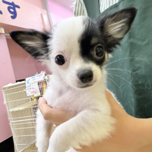 チワマル（マルチワ）