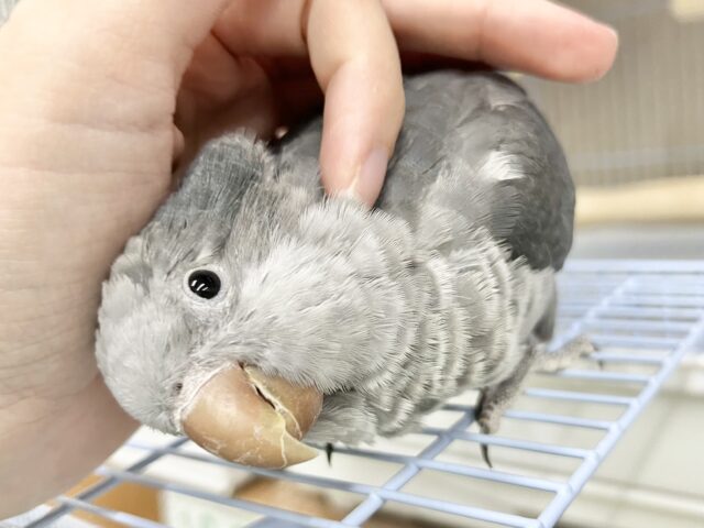 動画あり🎥【🆙最新画像アリ‼️】激シブ❗️超クールなカラー🆒💫 オキナインコ(バイオレット) オキナインコ