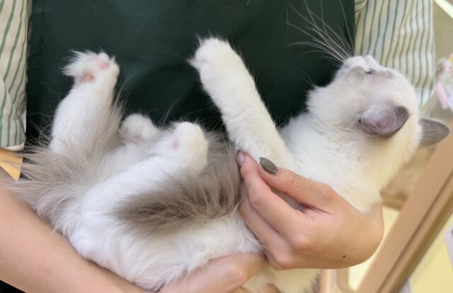 最新📷美猫降臨!ラグドールの女の子! ラグドール