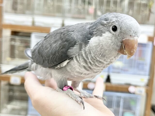 動画あり🎥【🆙最新画像アリ‼️】激シブ❗️超クールなカラー🆒💫 オキナインコ(バイオレット) オキナインコ