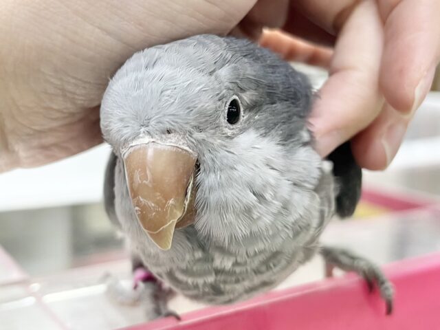 オキナインコ