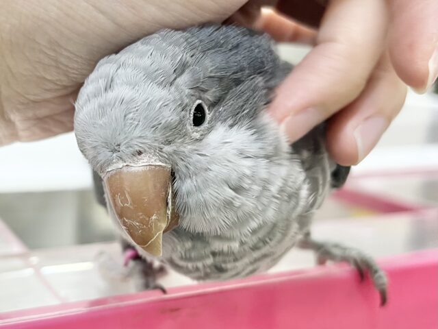 オキナインコ