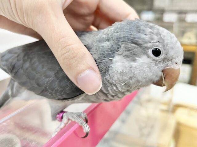 オキナインコ