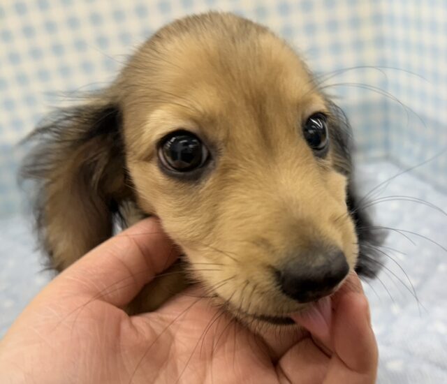 ミニチュアダックス