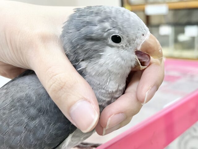 動画あり🎥【🆙最新画像アリ‼️】激シブ❗️超クールなカラー🆒💫 オキナインコ(バイオレット) オキナインコ