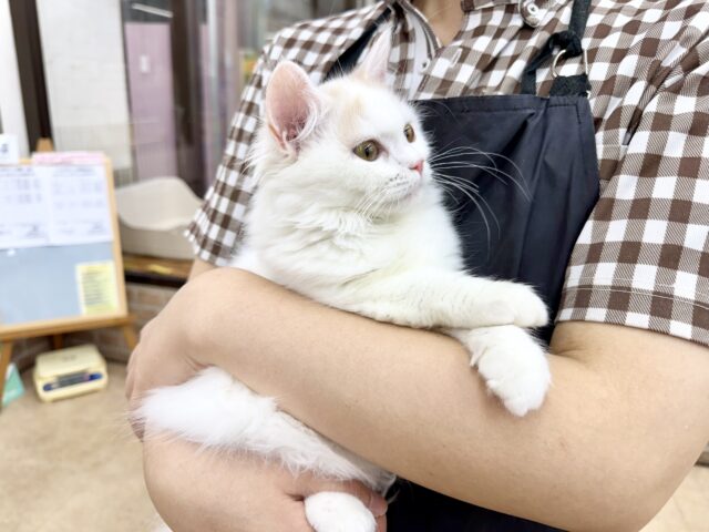 スコティッシュフォールド