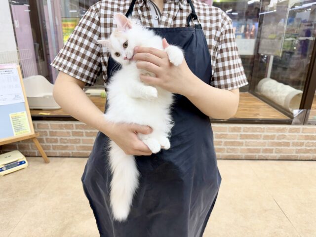 スコティッシュフォールド