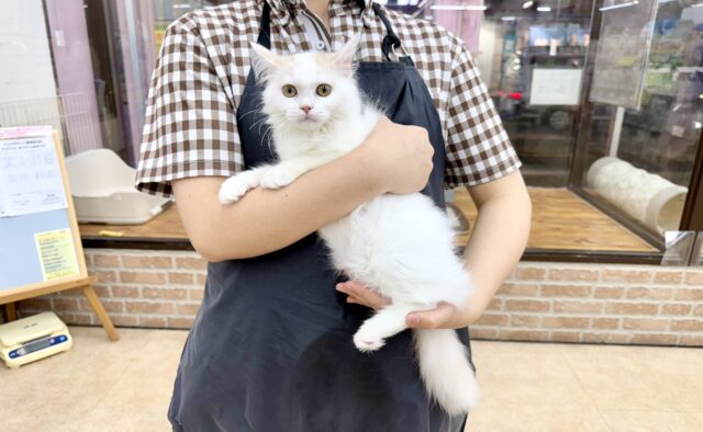 スコティッシュフォールド