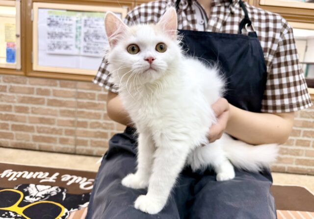 スコティッシュフォールド