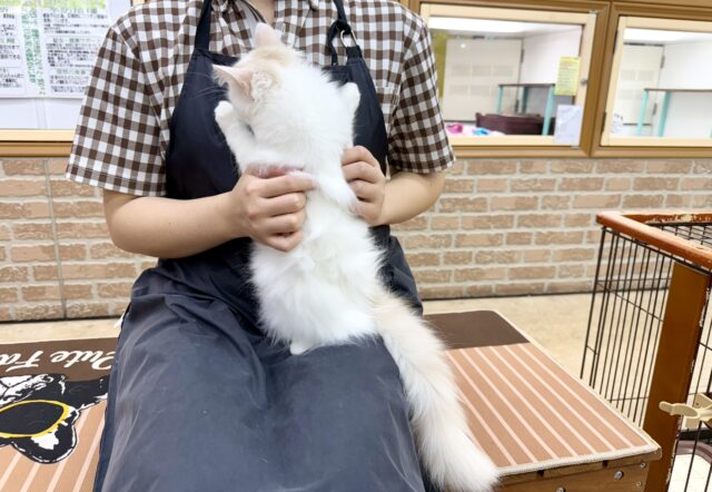 スコティッシュフォールド