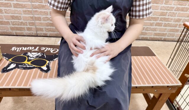 スコティッシュフォールド