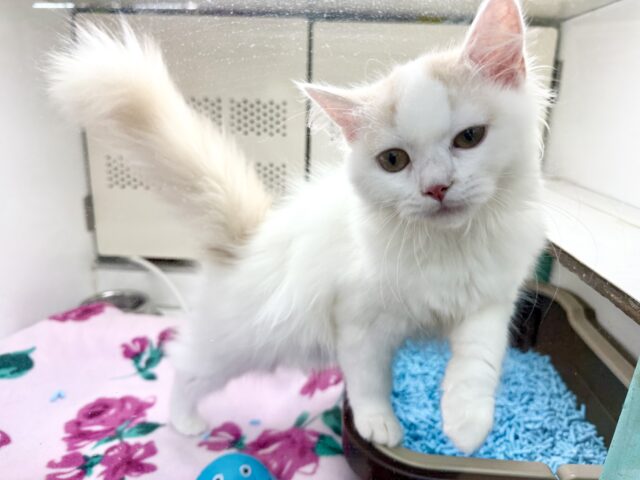 スコティッシュフォールド