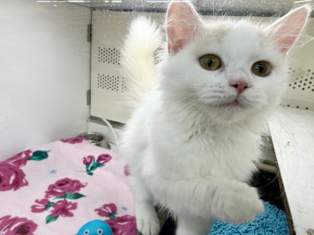 スコティッシュフォールド