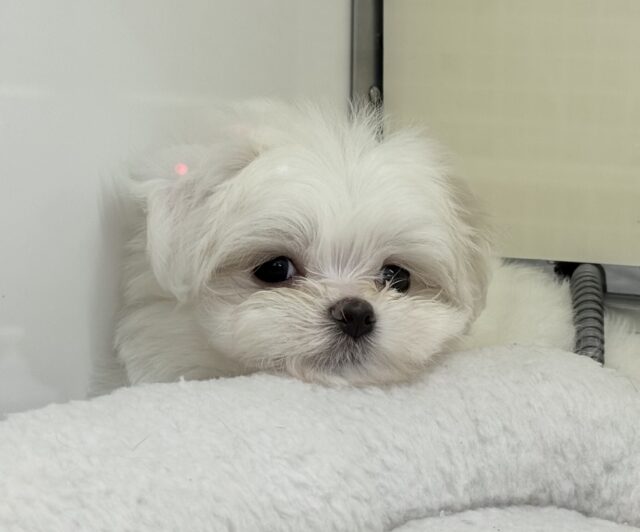 最新📷純白✨マルチーズの女の子😍 マルチーズ
