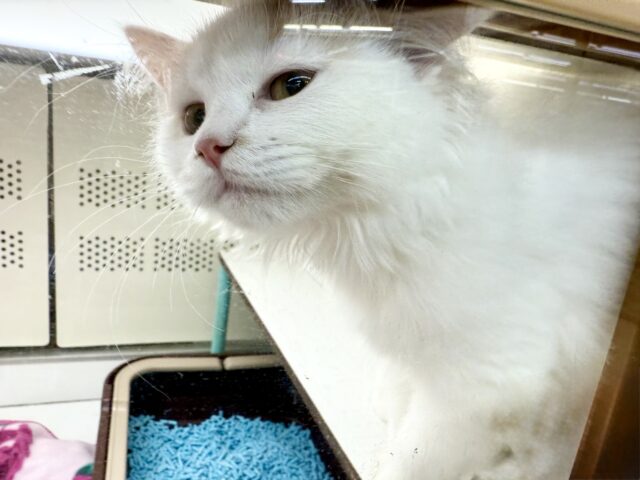 スコティッシュフォールド