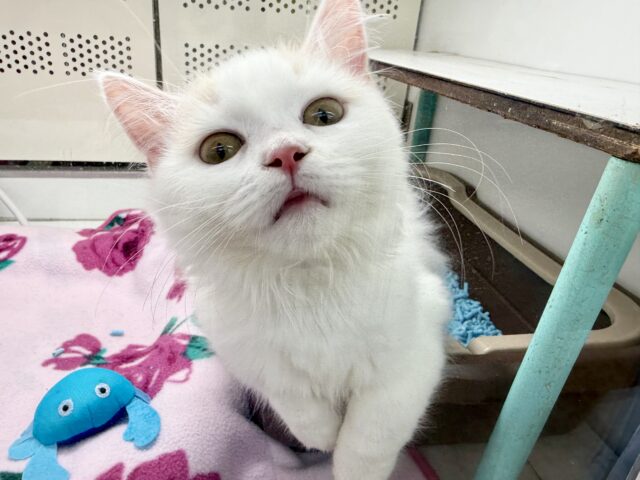 スコティッシュフォールド