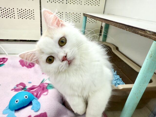 スコティッシュフォールド