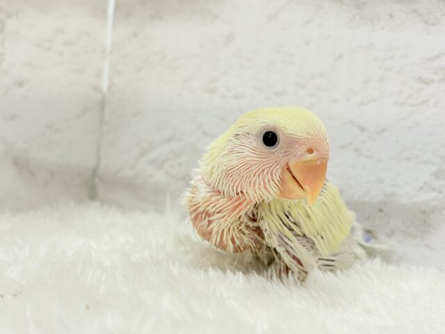 コザクラインコ（小桜インコ）