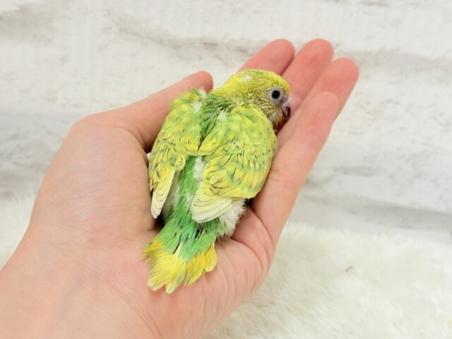 セキセイインコ