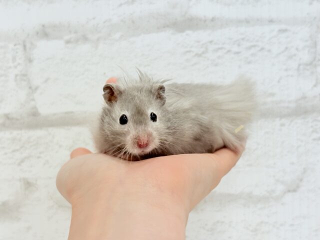 【最新画像更新🪄】ひょっこりボーイ☆セーブルハムスター(男の子) ゴールデンハムスター