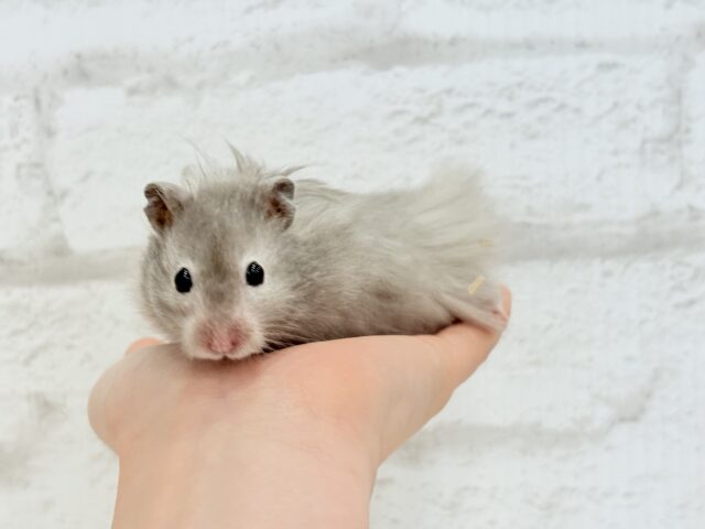 ゴールデンハムスター