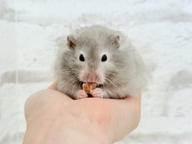 ゴールデンハムスター