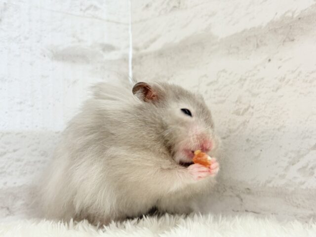 ゴールデンハムスター