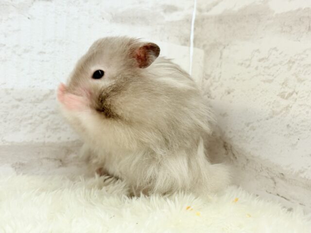 ゴールデンハムスター