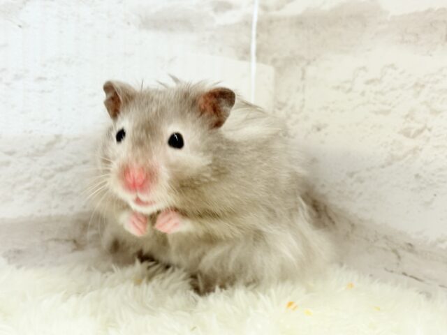ゴールデンハムスター