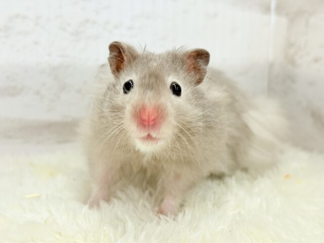【最新画像更新🪄】ひょっこりボーイ☆セーブルハムスター(男の子) ゴールデンハムスター