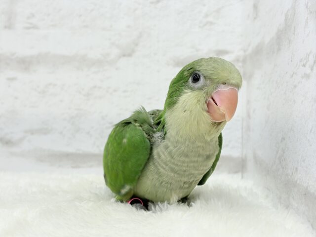 オキナインコ