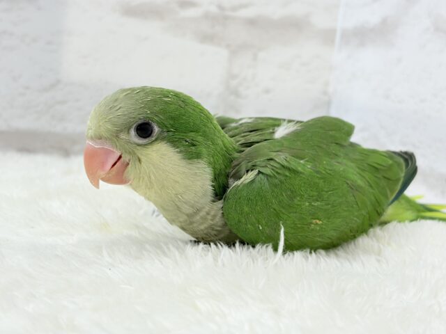 オキナインコ