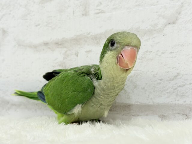 オキナインコ