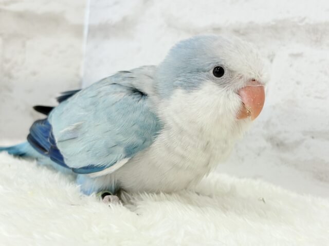 オキナインコ