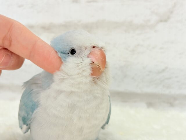 オキナインコ