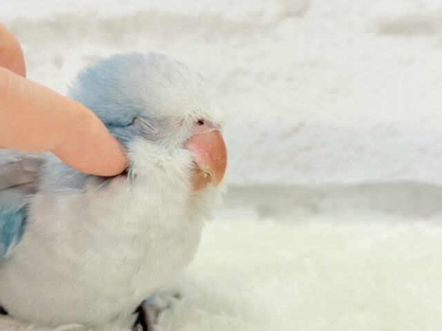 オキナインコ