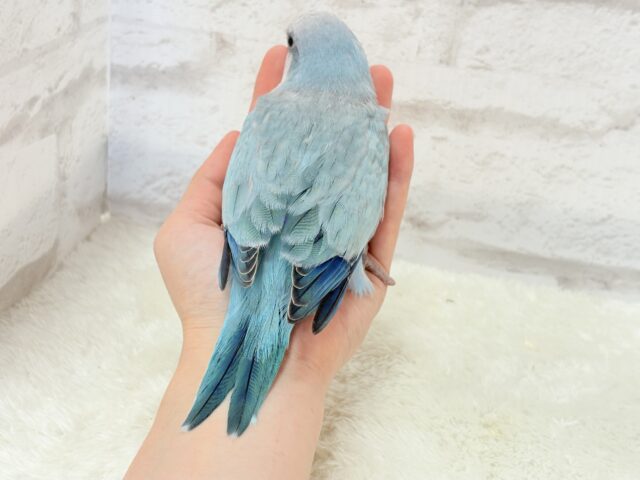 オキナインコ