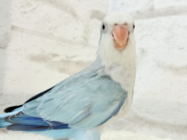 オキナインコ