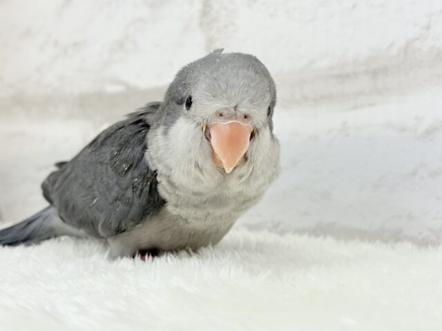 オキナインコ