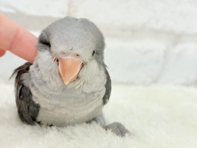 オキナインコ