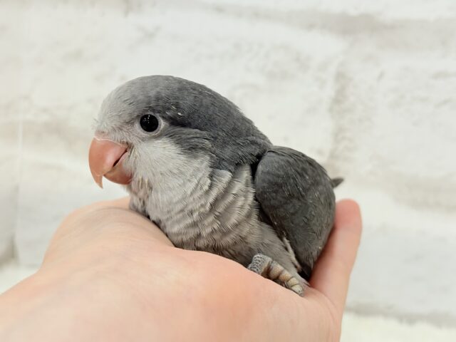 オキナインコ