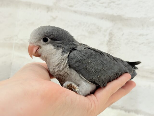 オキナインコ