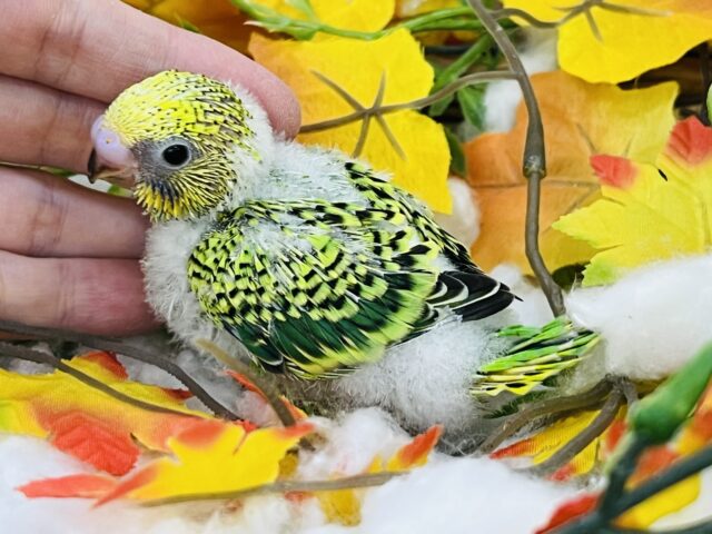 セキセイインコ