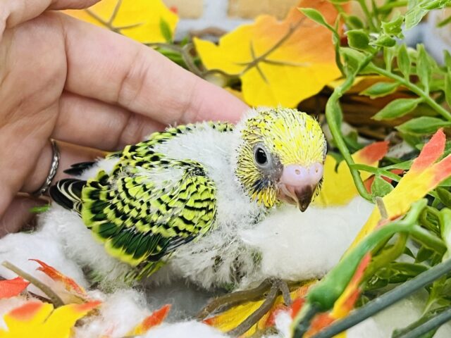 セキセイインコ