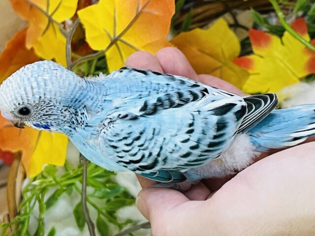 セキセイインコ