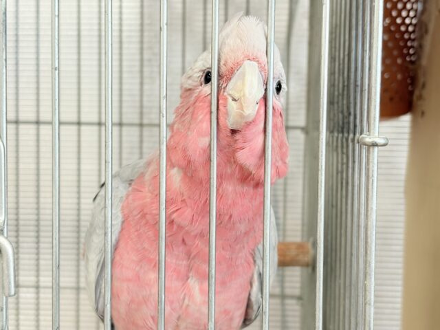 モモイロインコ