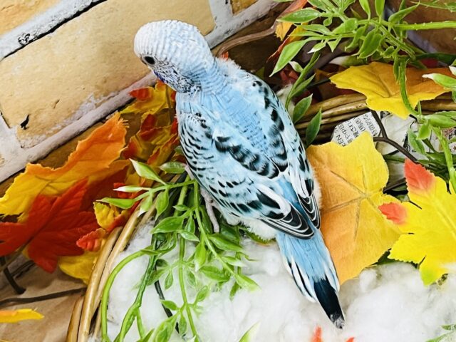 セキセイインコ