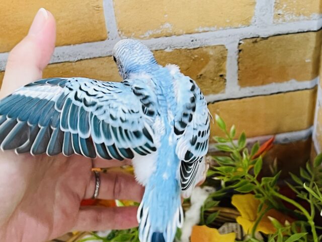 セキセイインコ