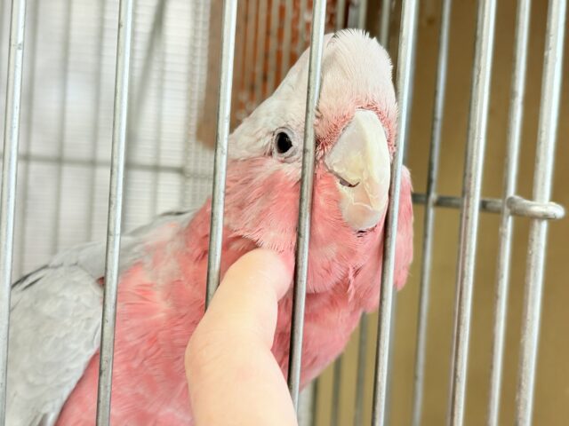 モモイロインコ